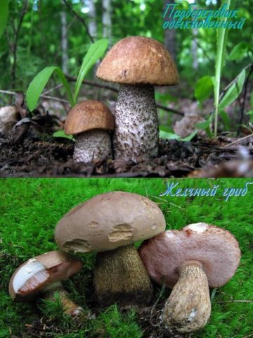 False boletus: photo and description, difference