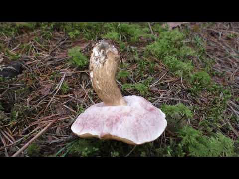 False boletus: photo and description, difference