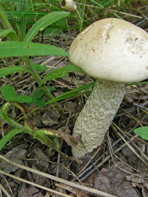 False boletus: photo and description of mushrooms