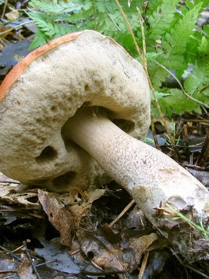 False boletus: photo and description of mushrooms