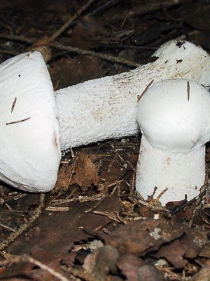 False boletus: photo and description of mushrooms