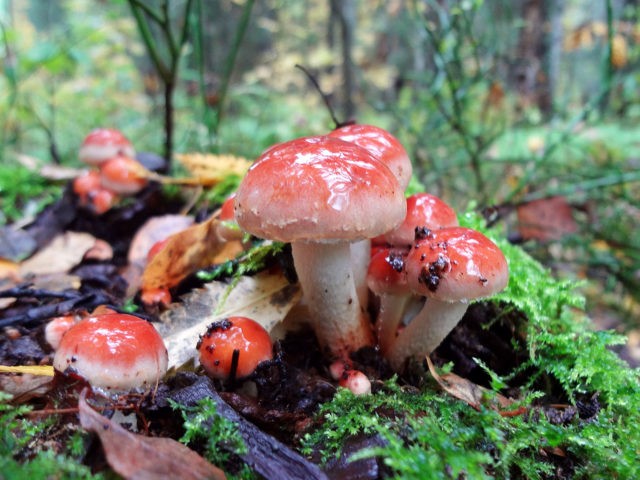 False brick-red honey agaric (brick-red false agaric): photo and description