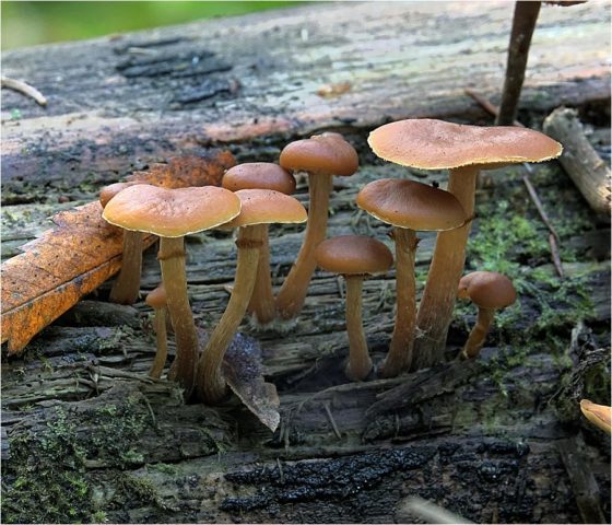 False brick-red honey agaric (brick-red false agaric): photo and description