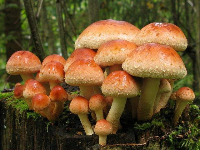 False brick-red honey agaric (brick-red false agaric): photo and description