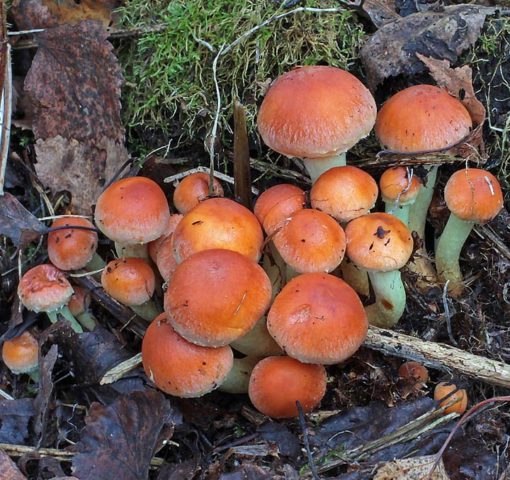 False brick-red honey agaric (brick-red false agaric): photo and description