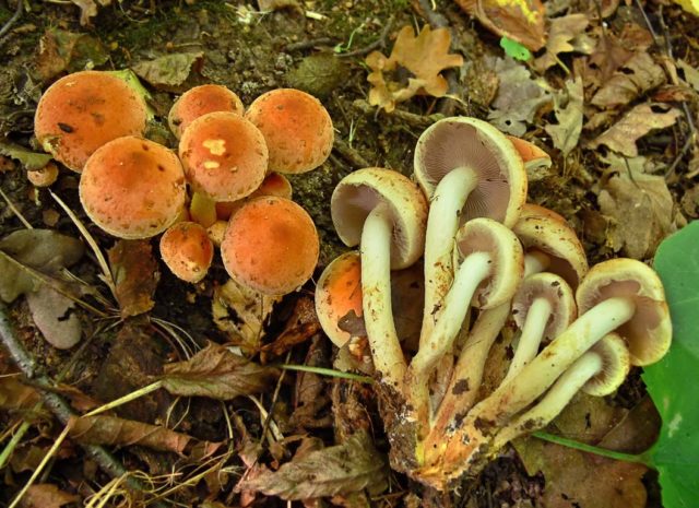 False brick-red honey agaric (brick-red false agaric): photo and description