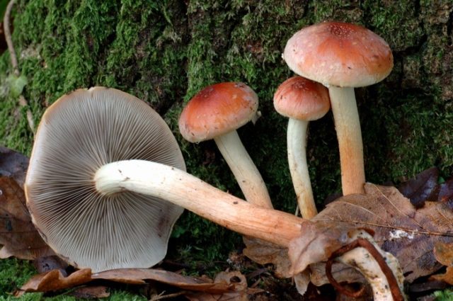 False brick-red honey agaric (brick-red false agaric): photo and description