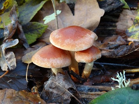 False brick-red honey agaric (brick-red false agaric): photo and description