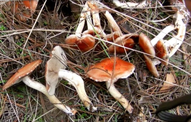 False brick-red honey agaric (brick-red false agaric): photo and description