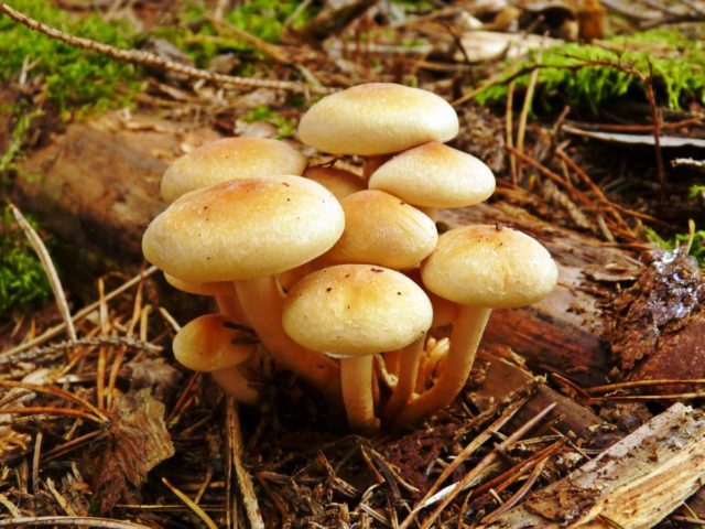 False brick-red honey agaric (brick-red false agaric): photo and description