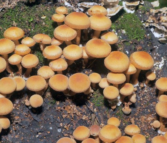 False brick-red honey agaric (brick-red false agaric): photo and description