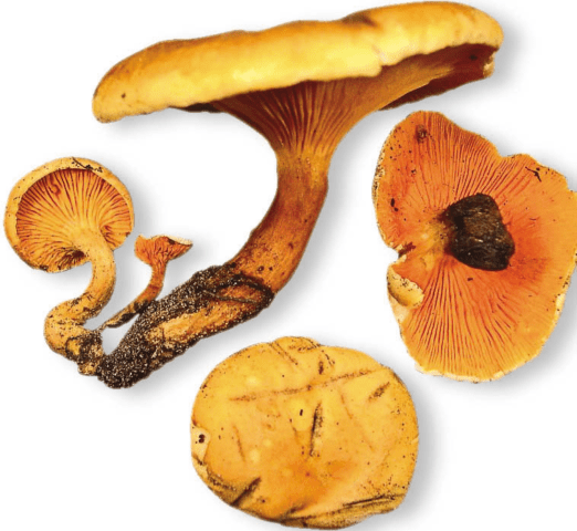 False chanterelles: photo and description, how they differ, is it possible to eat