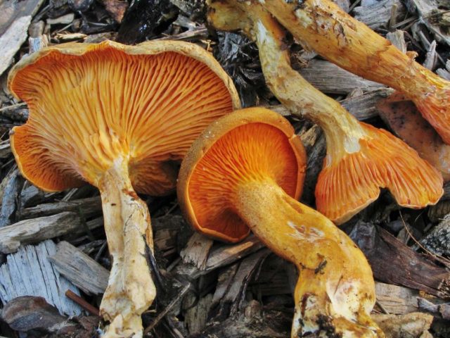 False chanterelles: photo and description, how they differ, is it possible to eat