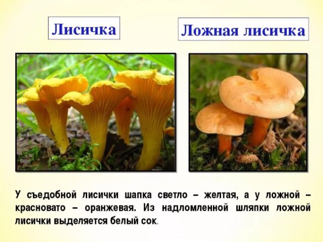 False chanterelles: photo and description, how they differ, is it possible to eat