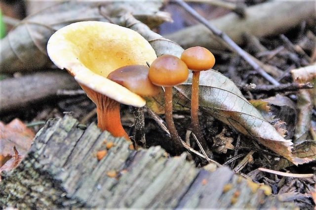 False chanterelles: photo and description, how they differ, is it possible to eat