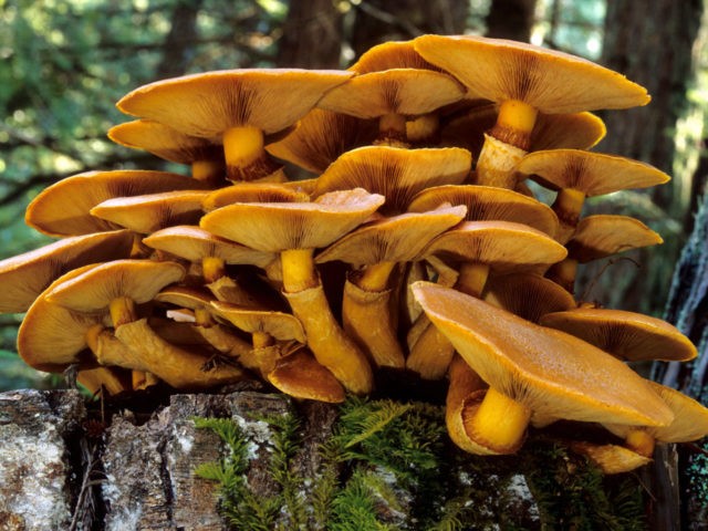 False chanterelles: photo and description, how they differ, is it possible to eat