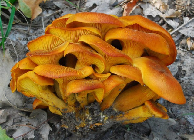 False chanterelles: photo and description, how they differ, is it possible to eat