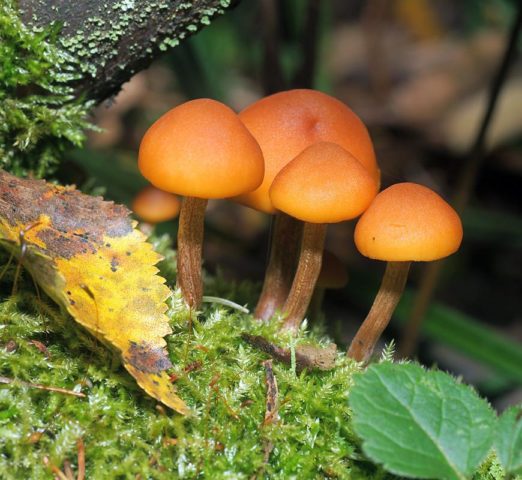 False honeycomb serolamella (serum lamellar, poppy honey agaric): photo and description of how to cook