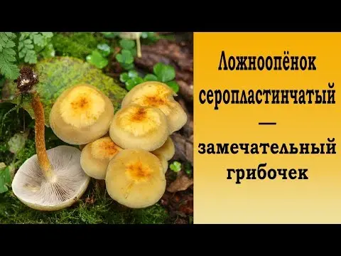 False honeycomb serolamella (serum lamellar, poppy honey agaric): photo and description of how to cook