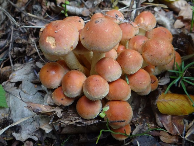 False honeycomb serolamella (serum lamellar, poppy honey agaric): photo and description of how to cook