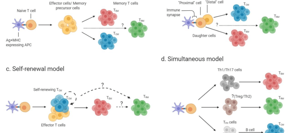 False memories of T cells