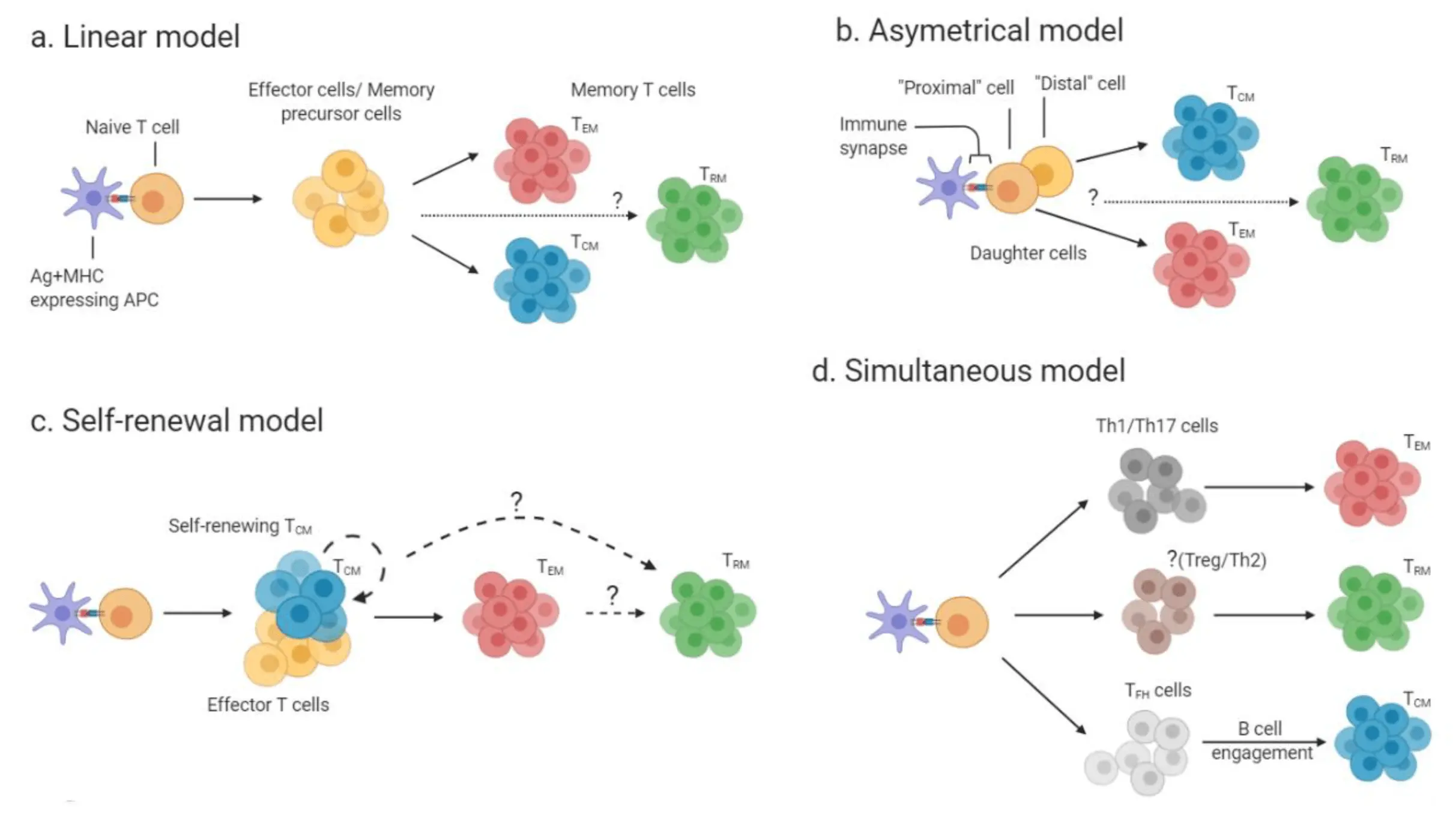 False memories of T cells