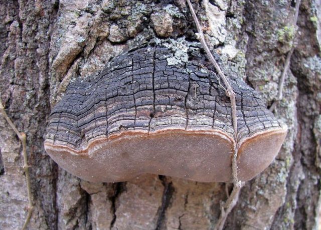 False (oak) tinder fungus: photo and description, difference from the present, effect on wood