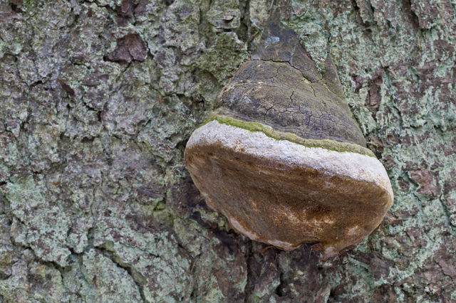 False (oak) tinder fungus: photo and description, difference from the present, effect on wood