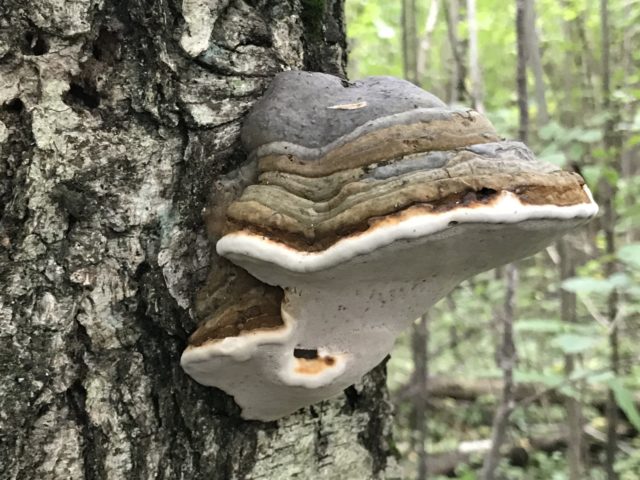 False (oak) tinder fungus: photo and description, difference from the present, effect on wood