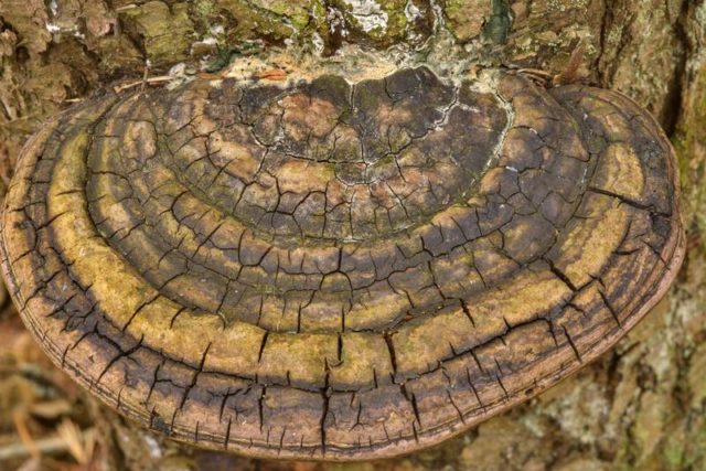 False (oak) tinder fungus: photo and description, difference from the present, effect on wood