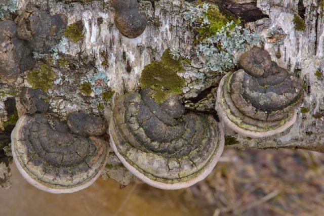 False (oak) tinder fungus: photo and description, difference from the present, effect on wood