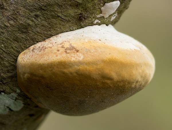 False (oak) tinder fungus: photo and description, difference from the present, effect on wood