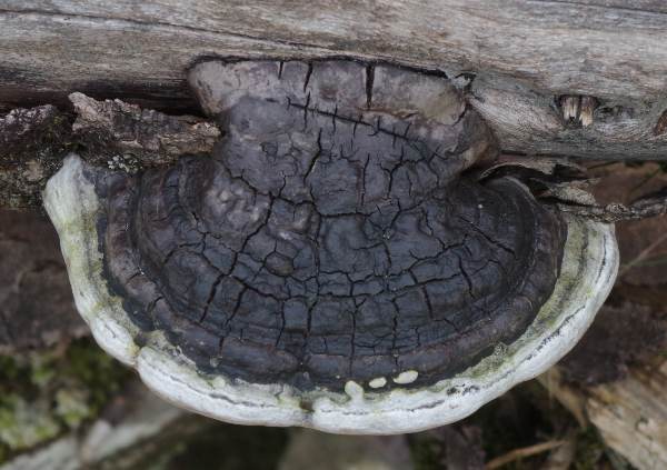 False (oak) tinder fungus: photo and description, difference from the present, effect on wood