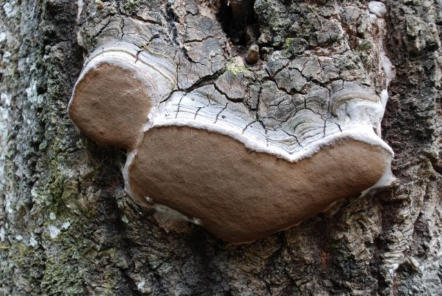 False (oak) tinder fungus: photo and description, difference from the present, effect on wood