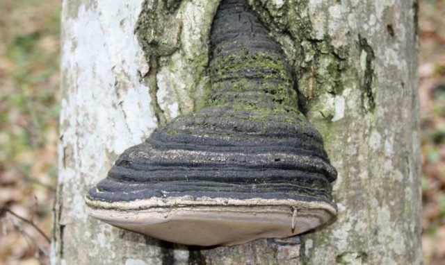 False (oak) tinder fungus: photo and description, difference from the present, effect on wood