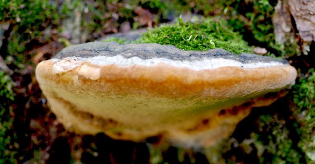 False (oak) tinder fungus: photo and description, difference from the present, effect on wood