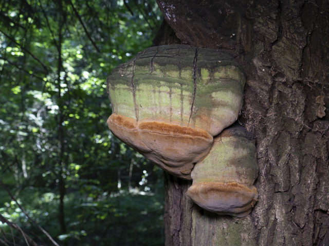 False (oak) tinder fungus: photo and description, difference from the present, effect on wood