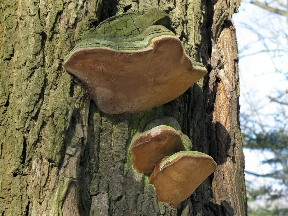 False polypore (Fomitiporia robusta) photo and description