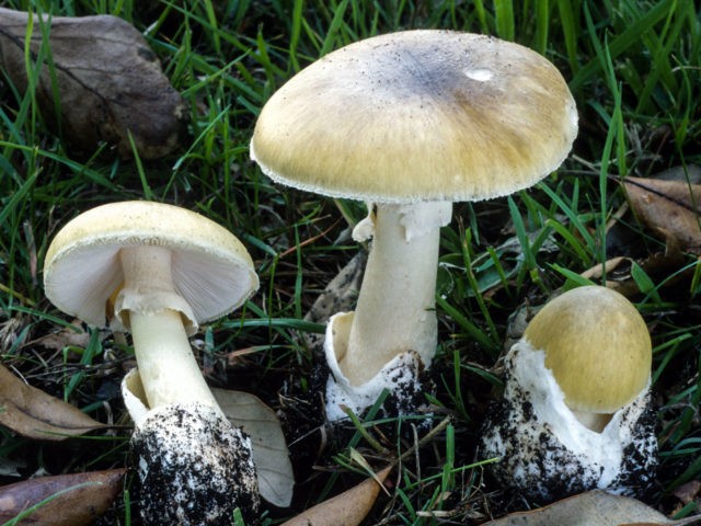 False russula: photos, symptoms of poisoning, how to distinguish