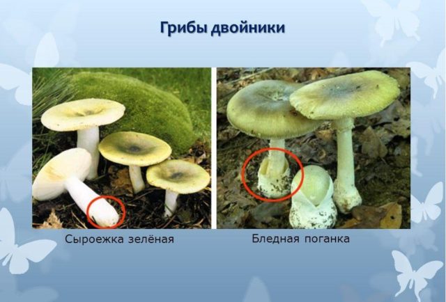 False russula: photos, symptoms of poisoning, how to distinguish