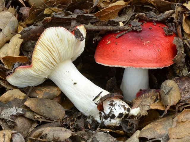 False russula: photos, symptoms of poisoning, how to distinguish