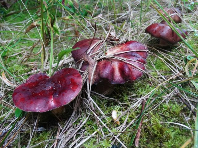 False russula: photos, symptoms of poisoning, how to distinguish