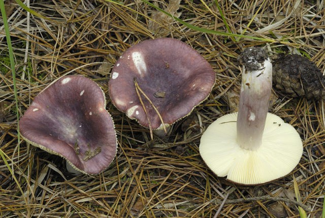 False russula: photos, symptoms of poisoning, how to distinguish