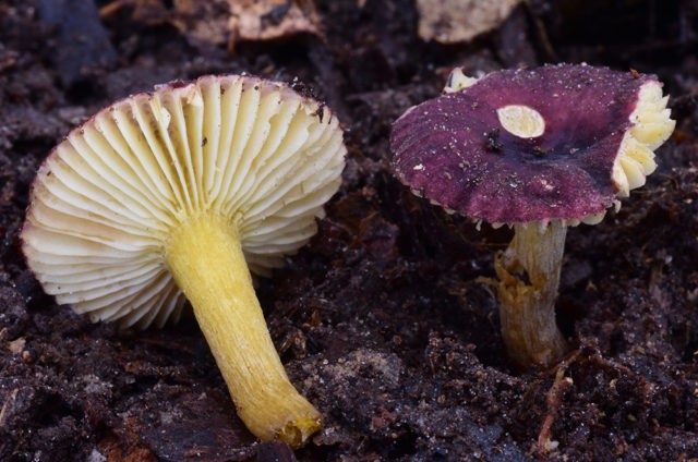 False russula: photos, symptoms of poisoning, how to distinguish