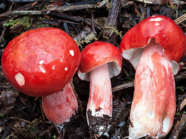 False russula: photos, symptoms of poisoning, how to distinguish