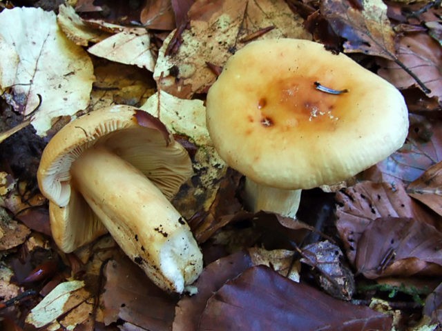 False russula: photos, symptoms of poisoning, how to distinguish