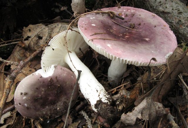 False russula: photos, symptoms of poisoning, how to distinguish