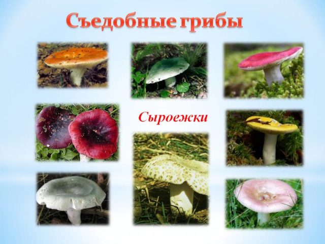 False russula: photos, symptoms of poisoning, how to distinguish