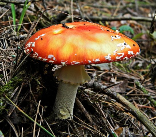 False russula: photos, symptoms of poisoning, how to distinguish