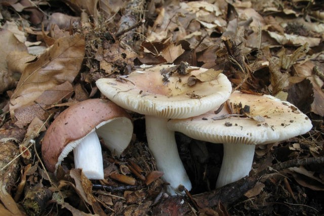 False russula: photos, symptoms of poisoning, how to distinguish